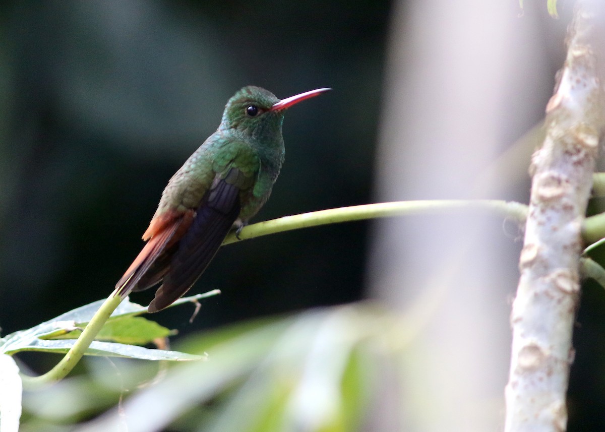 Rufous-tailed Hummingbird - Jared Clarke