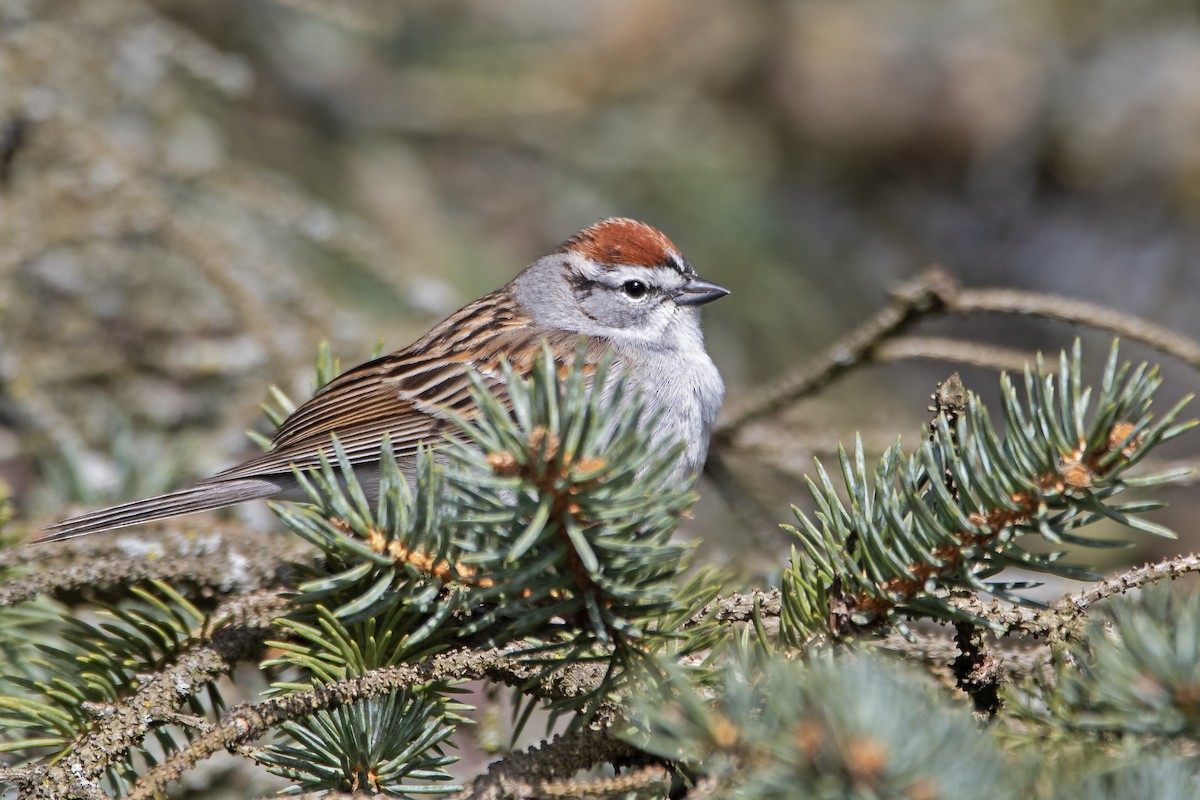 Chipping Sparrow - ML617776804