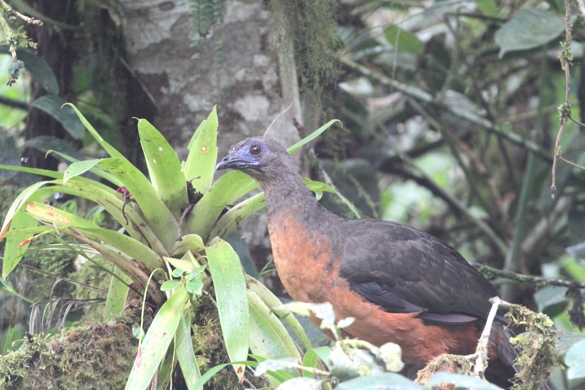 Sickle-winged Guan - ML617776812