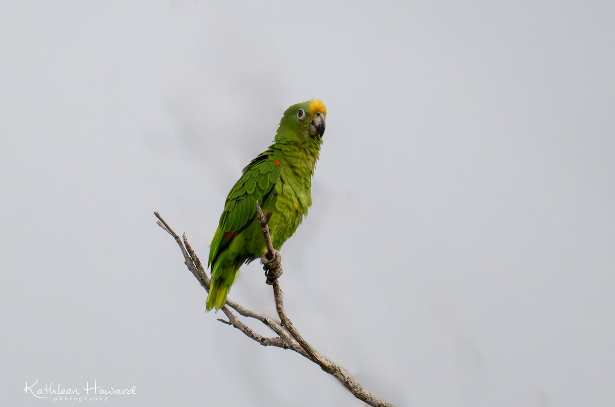 Yellow-crowned Parrot - ML617776819