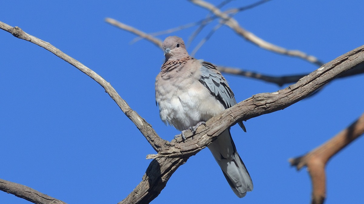 Laughing Dove - ML617776831