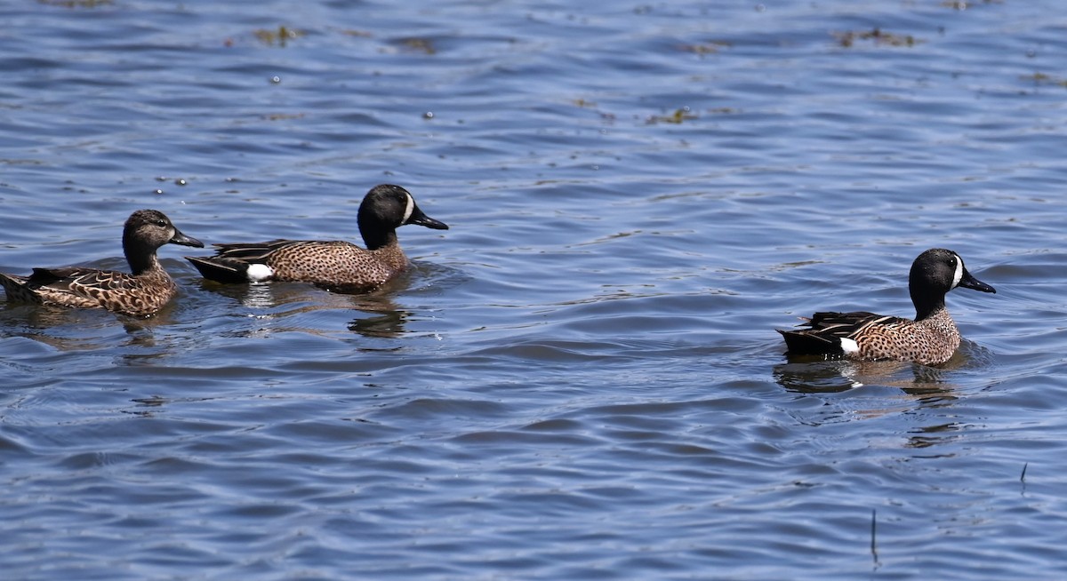 Blue-winged Teal - ML617776877