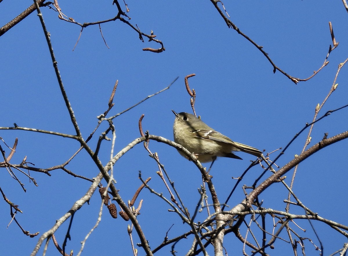 Ruby-crowned Kinglet - Barb Stone
