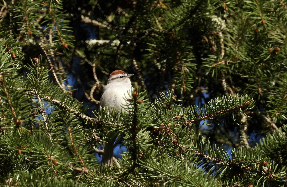 Chipping Sparrow - ML617776898