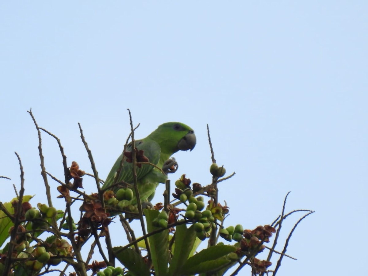 Short-tailed Parrot - ML617776919