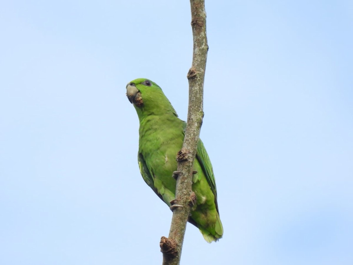 Short-tailed Parrot - Luis Miguel Murcia Betancourt