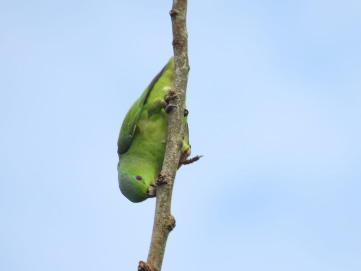 Short-tailed Parrot - ML617776921
