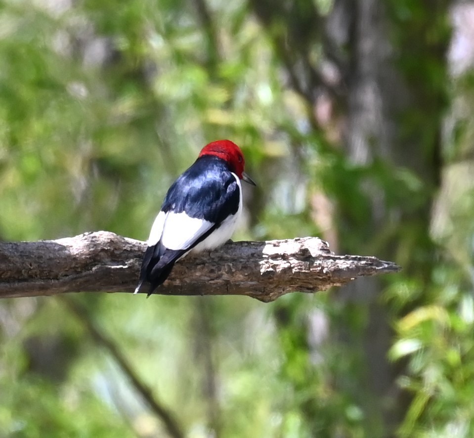 Red-headed Woodpecker - ML617776933