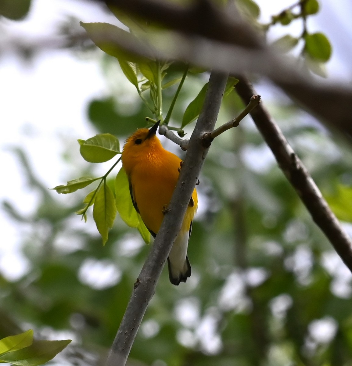 Prothonotary Warbler - ML617776949
