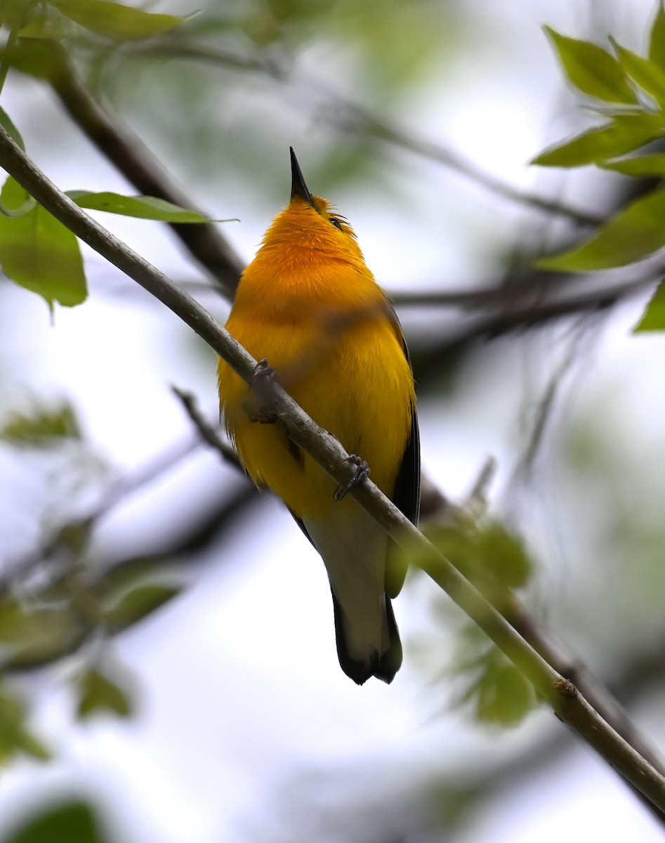 Prothonotary Warbler - Carol Thompson