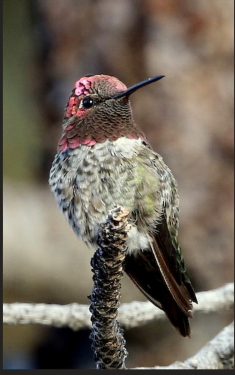 Anna's Hummingbird - ML617776987