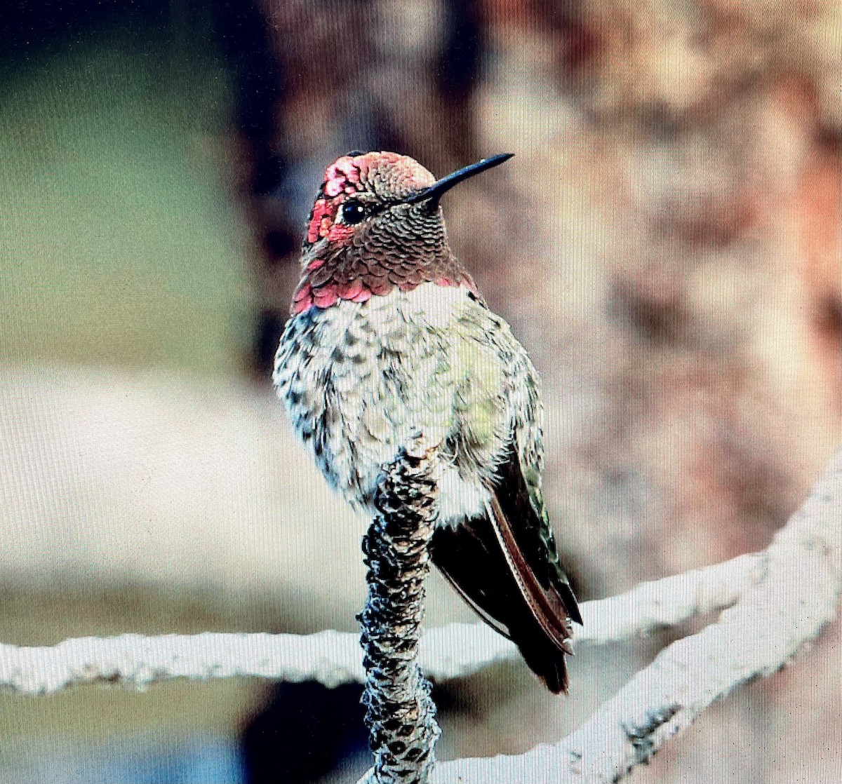 Anna's Hummingbird - ML617776988