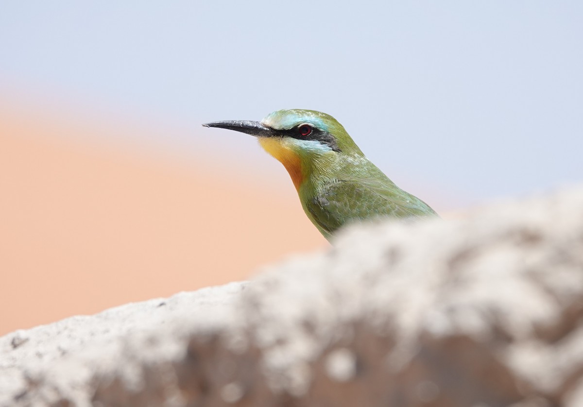 Blue-cheeked Bee-eater - François Duchenne
