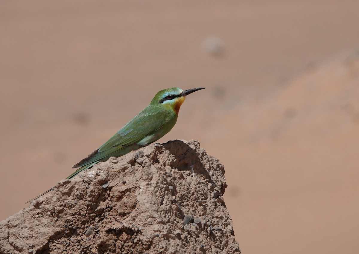 Blue-cheeked Bee-eater - ML617777008