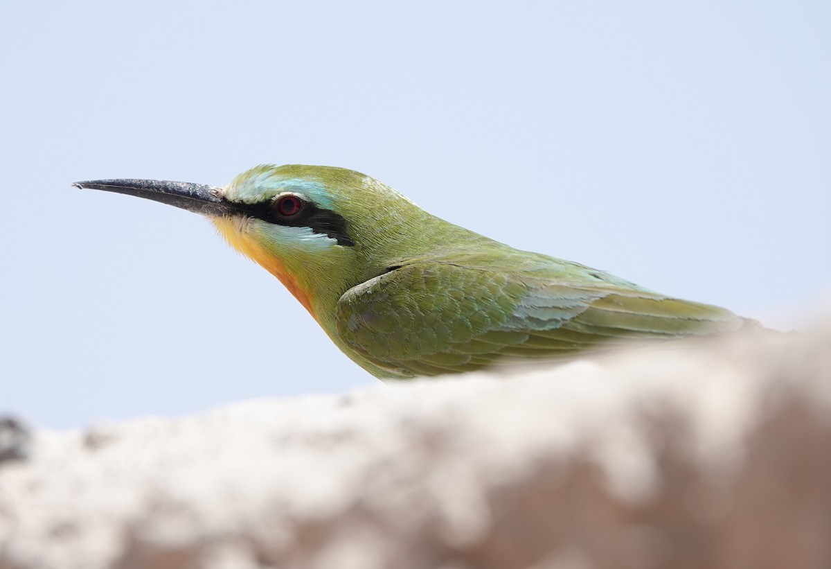 Blue-cheeked Bee-eater - ML617777009