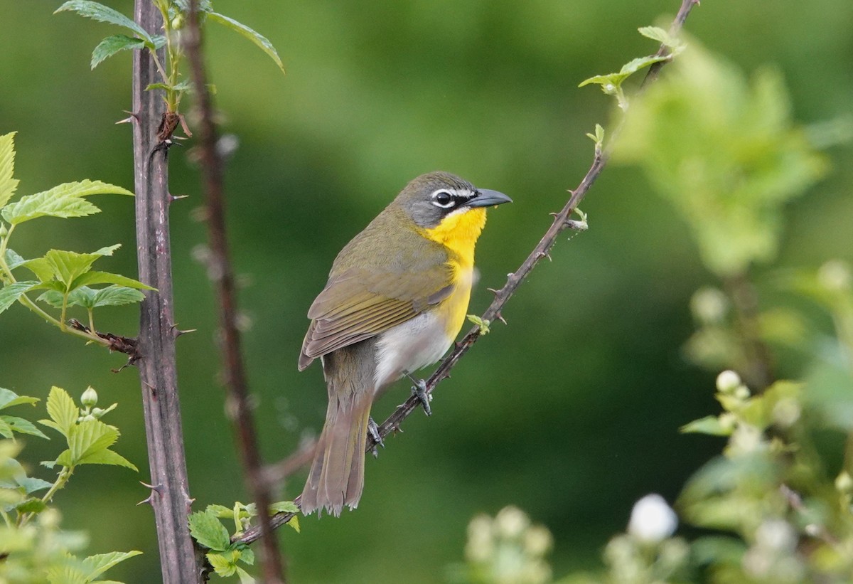 Yellow-breasted Chat - ML617777010