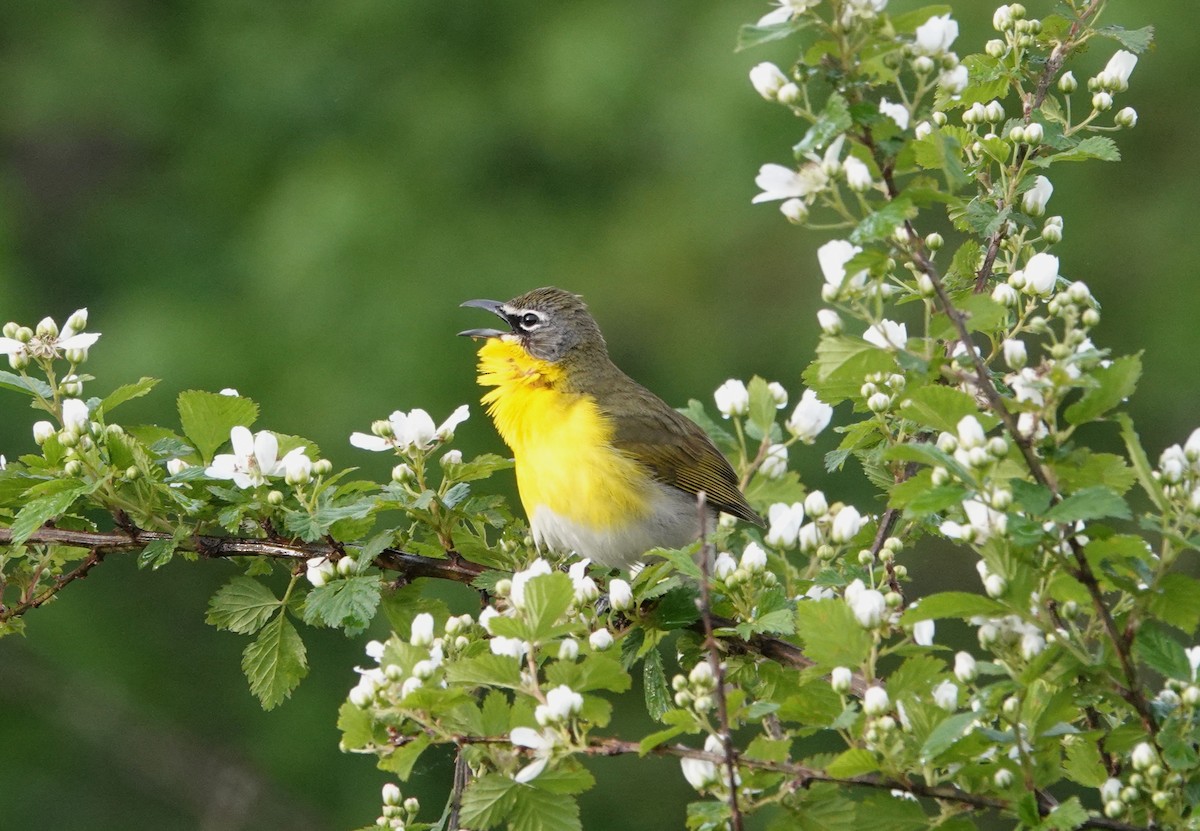 Yellow-breasted Chat - ML617777025