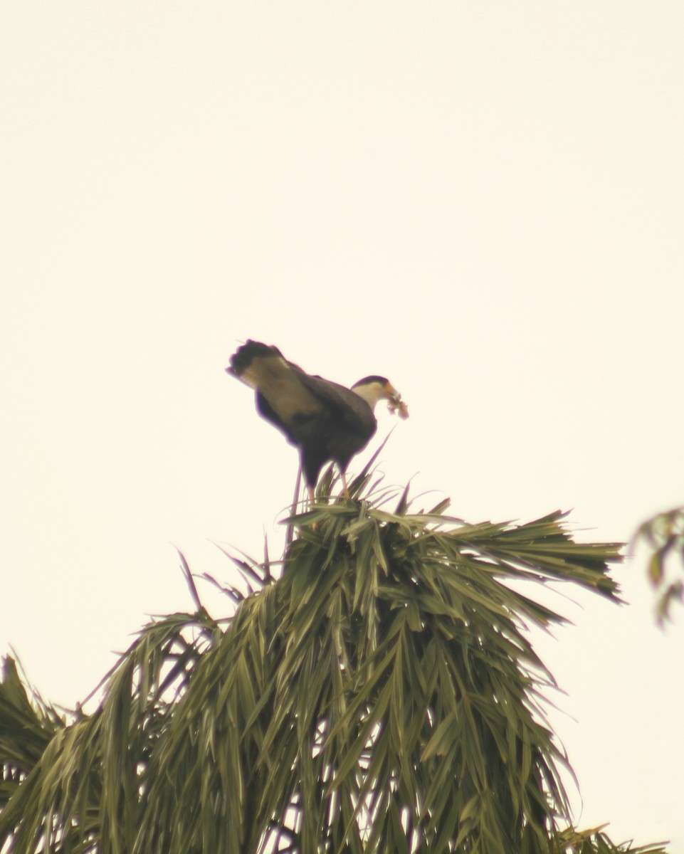 Crested Caracara (Southern) - Guillermo Andreo