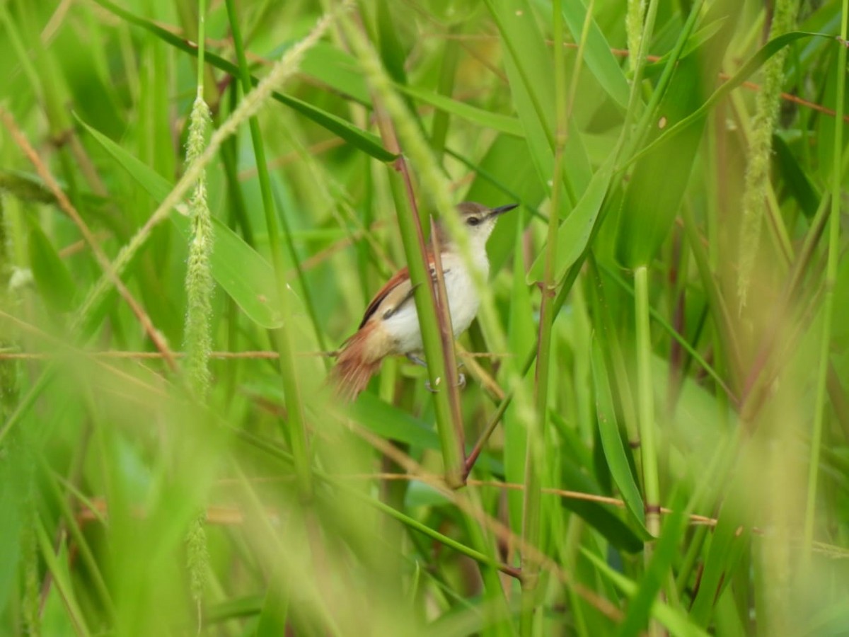 Yellow-chinned Spinetail - ML617777060
