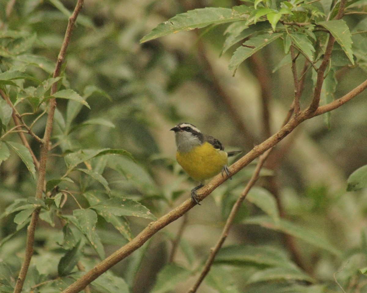 Bananaquit (Continental) - Guillermo Andreo