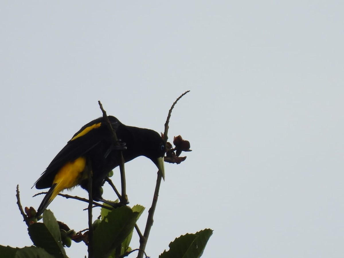 Yellow-rumped Cacique - ML617777112