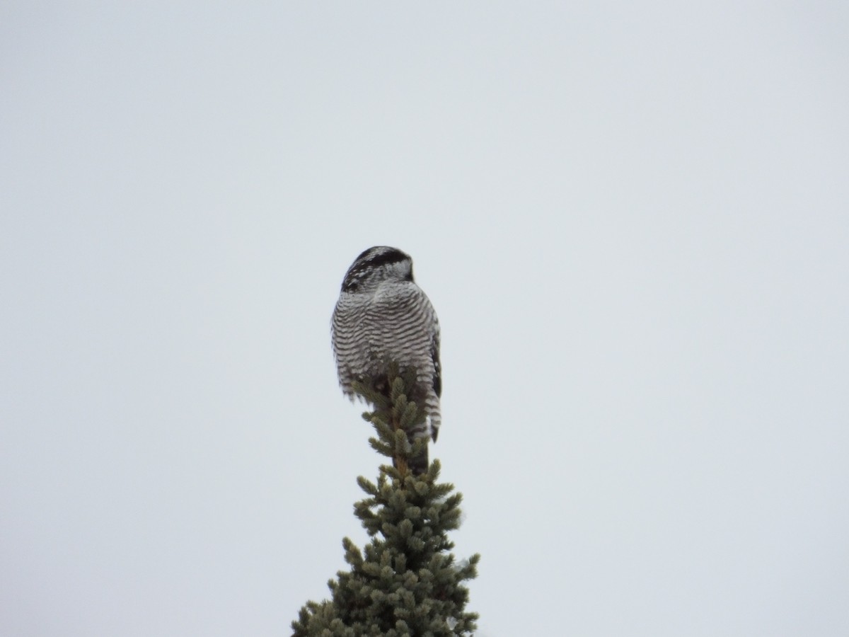 Northern Hawk Owl - ML617777147