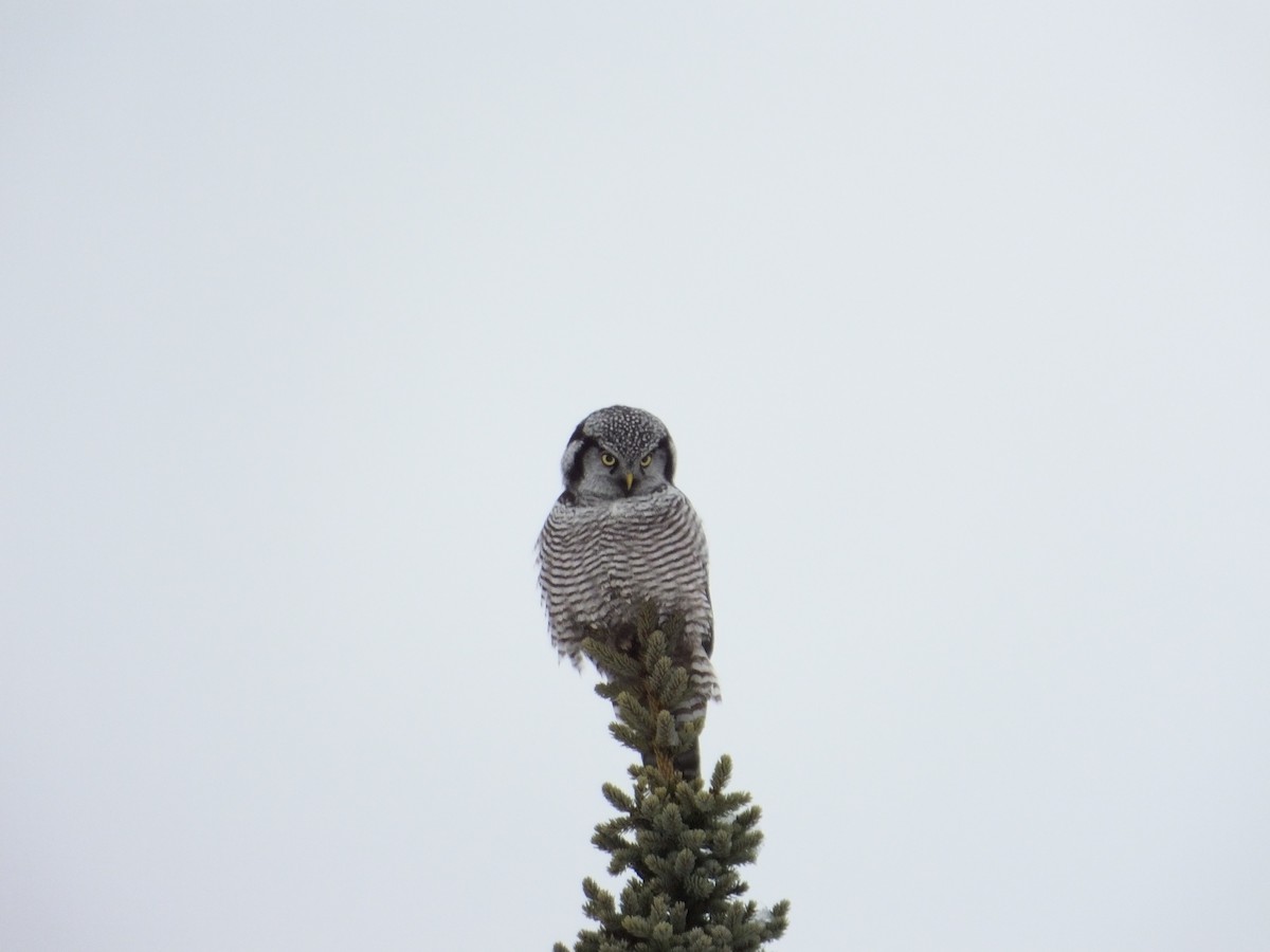 Northern Hawk Owl - ML617777148