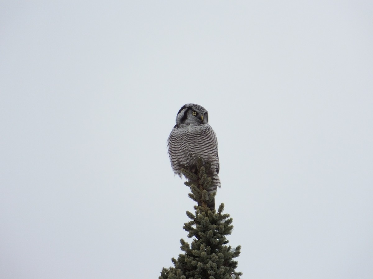Northern Hawk Owl - ML617777149