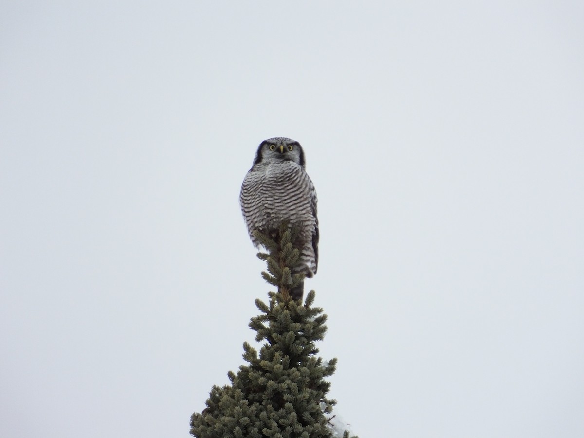 Northern Hawk Owl - ML617777150