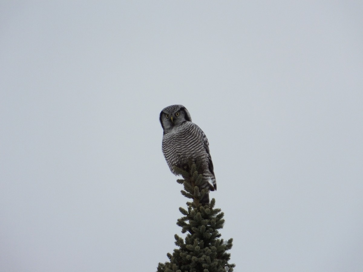 Northern Hawk Owl - ML617777151