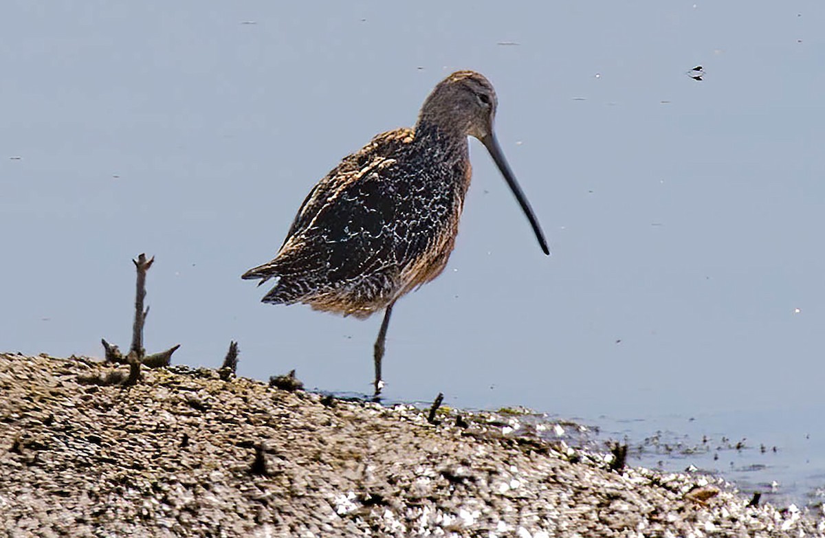 Long-billed Dowitcher - Kathleen Keef