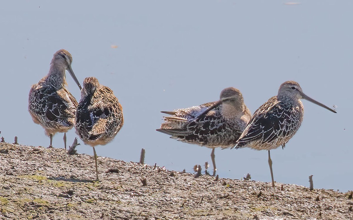 Long-billed Dowitcher - ML617777157