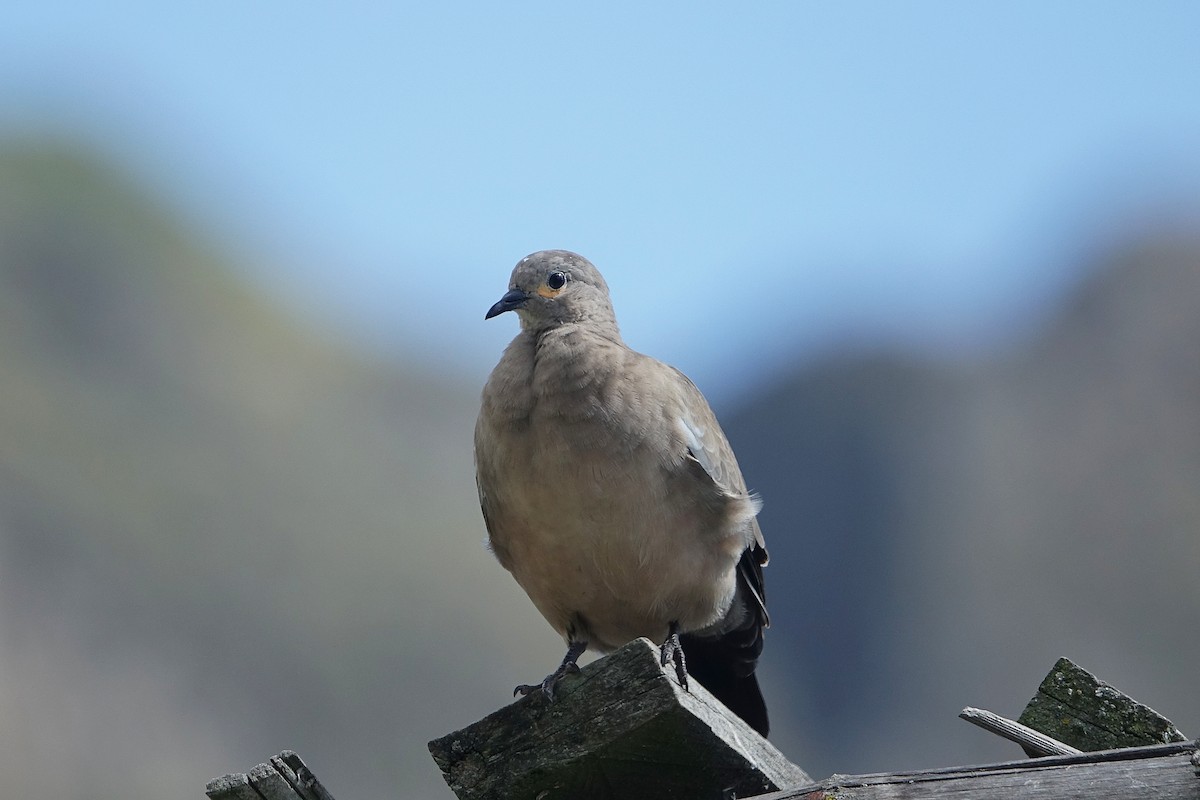 Black-winged Ground Dove - ML617777164