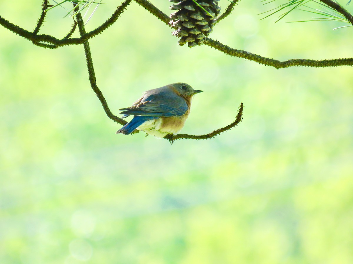 Eastern Bluebird - michele ramsey