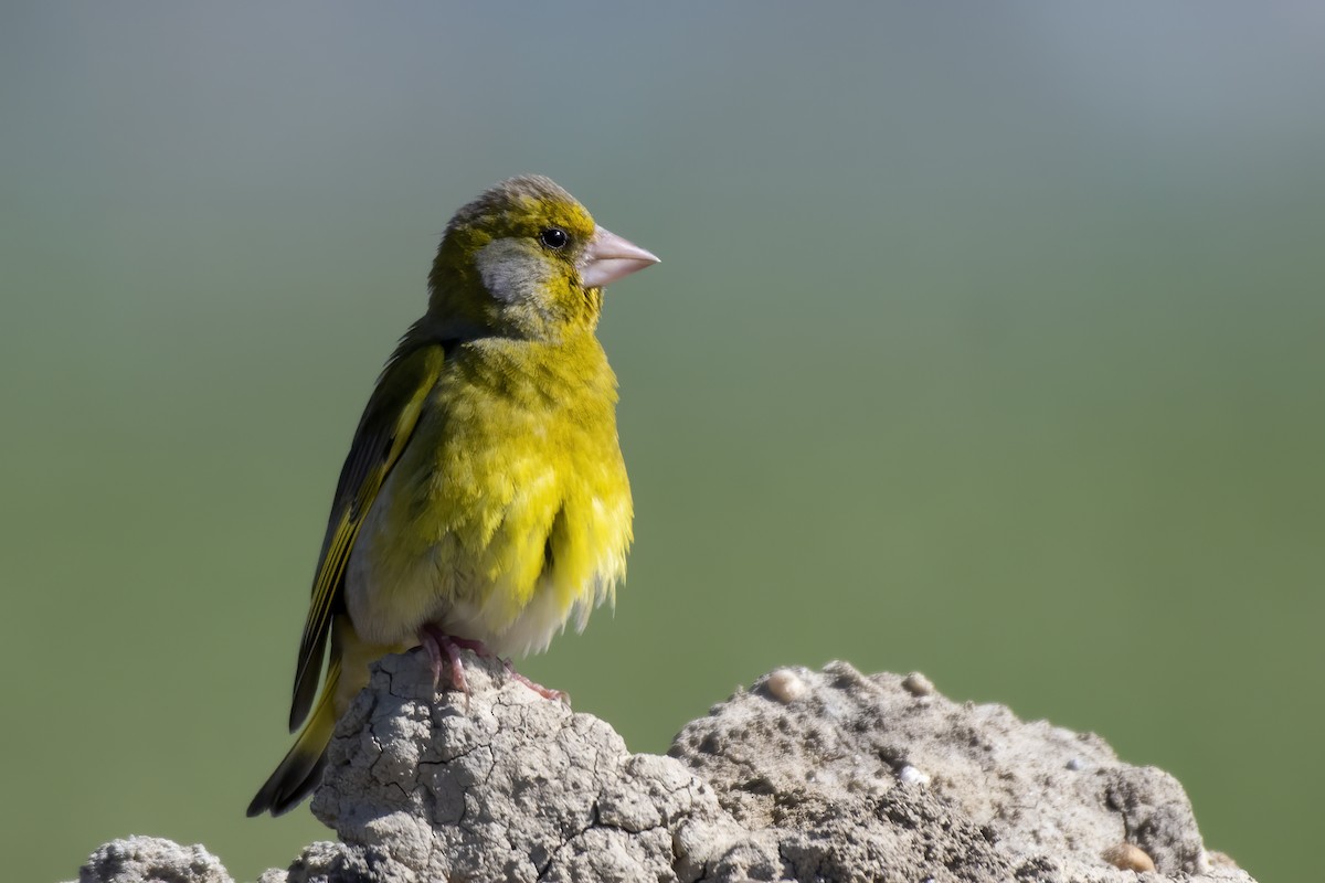 European Greenfinch - ML617777184