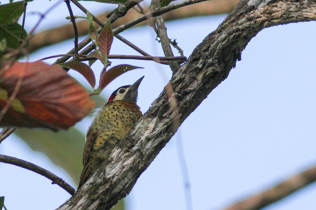 Spot-breasted Woodpecker - Per Smith