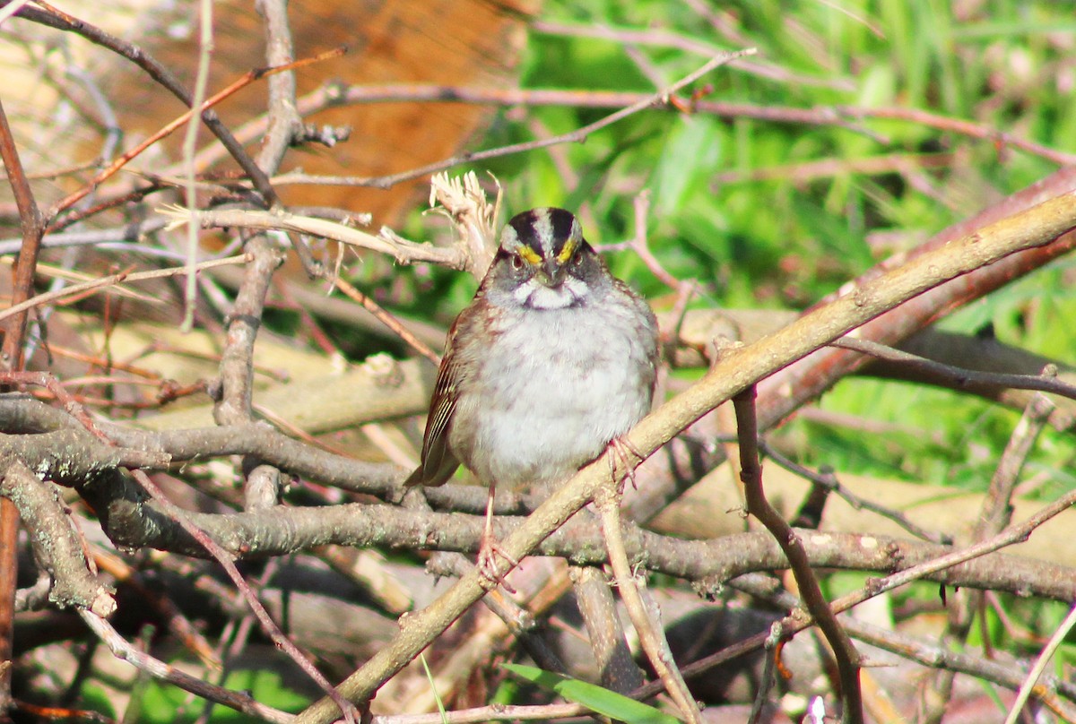 White-throated Sparrow - ML617777374