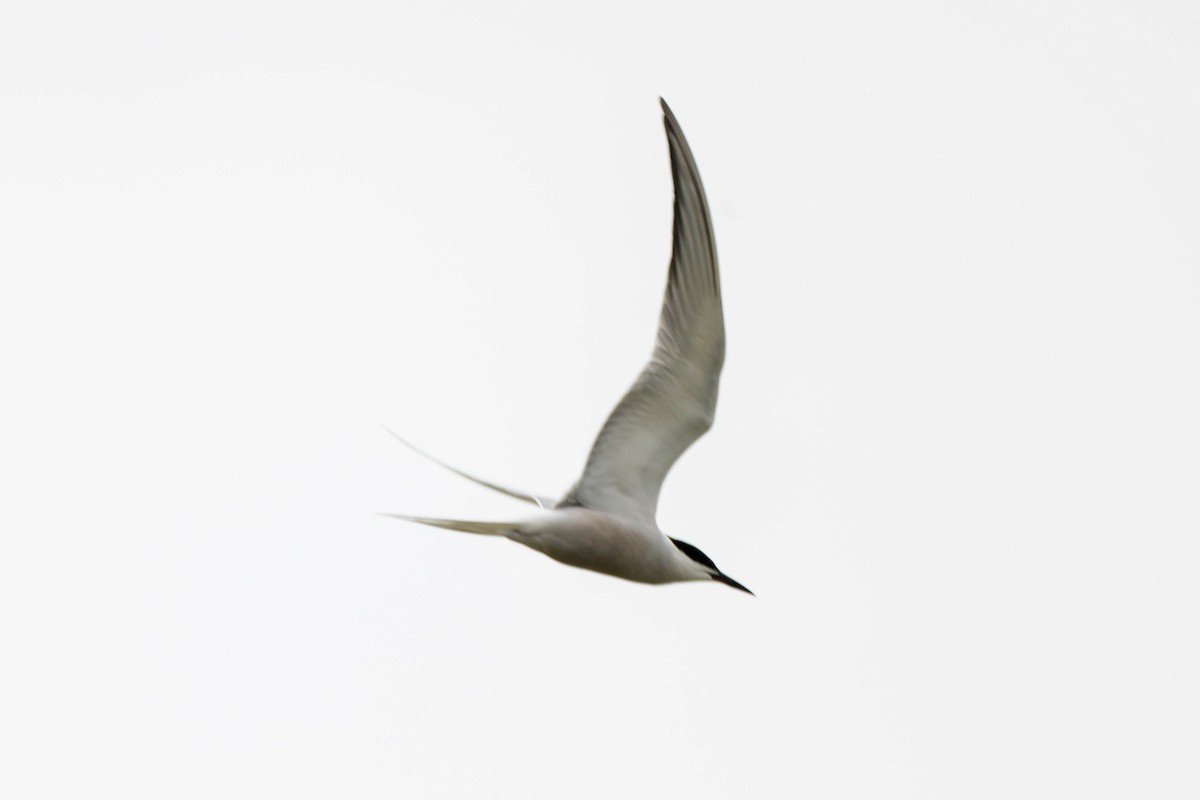 Common Tern - ML617777388