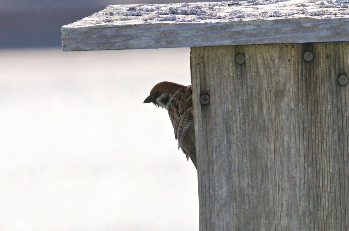 Eurasian Tree Sparrow - ML617777405