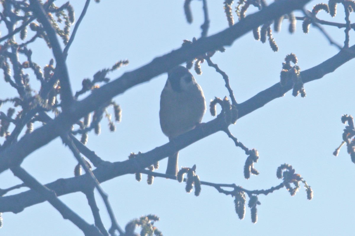 Eurasian Tree Sparrow - ML617777406