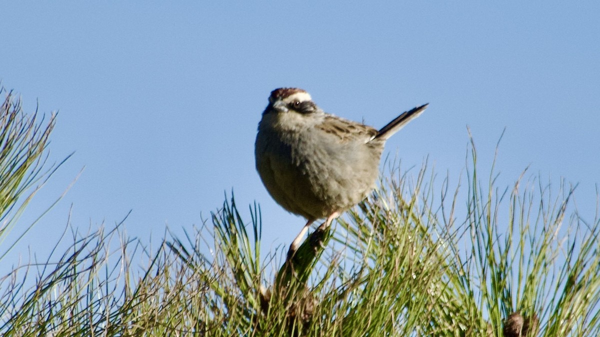 Striped Sparrow - Jan Ekkers