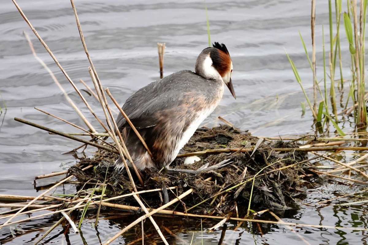 Great Crested Grebe - ML617777532