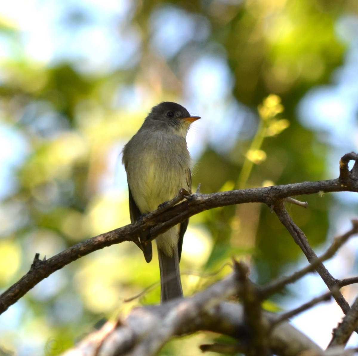 Southern Tropical Pewee - ML617777568