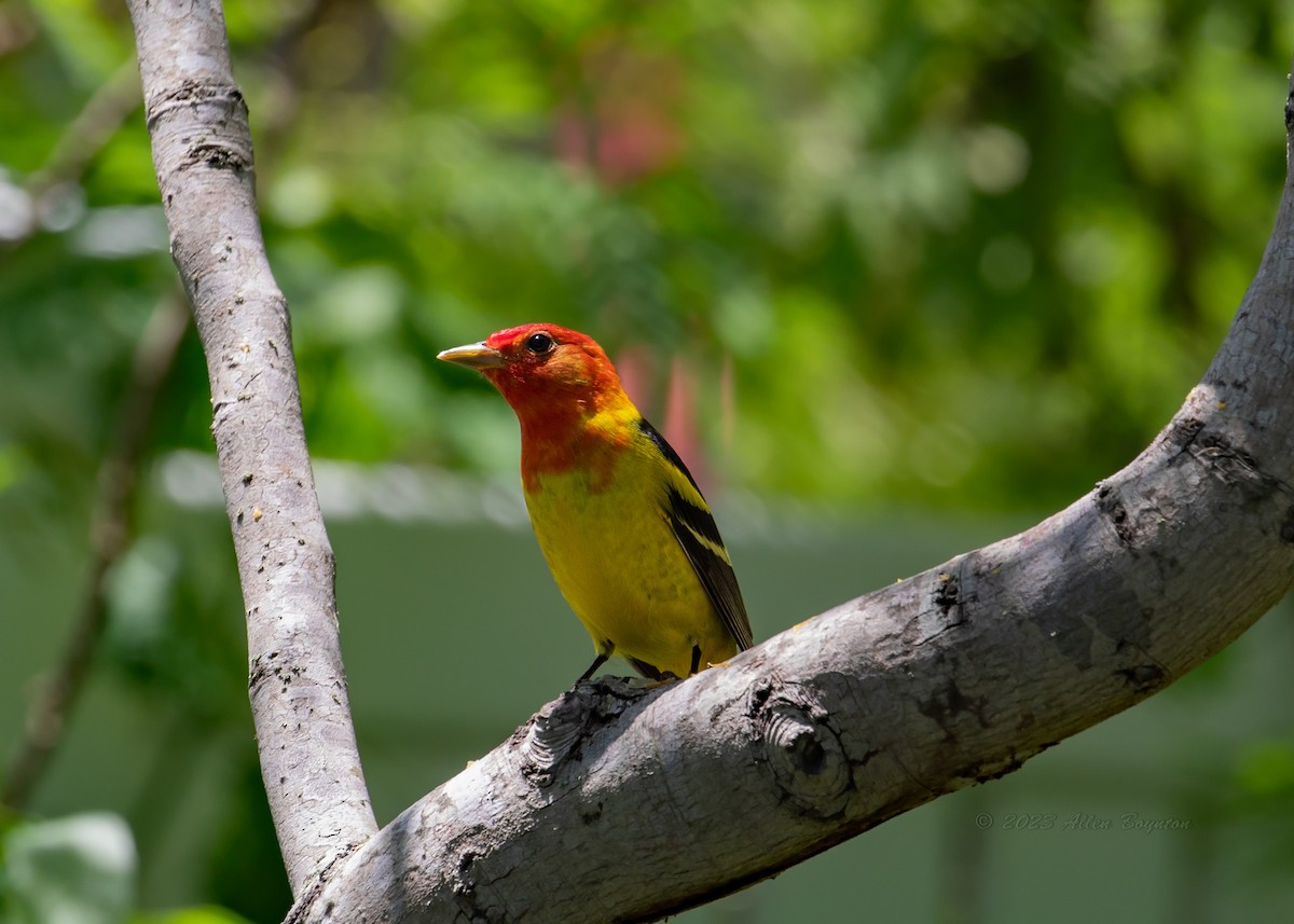 Western Tanager - ML617777582