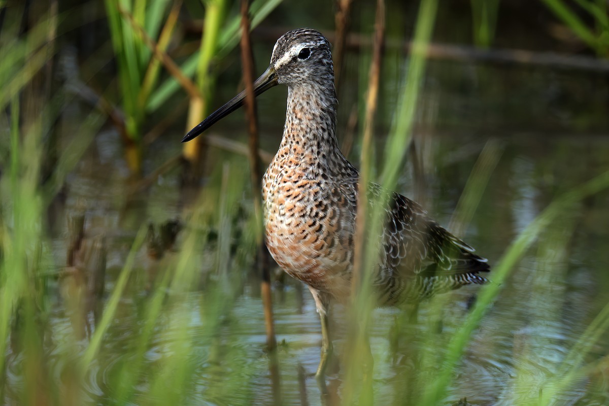 Long-billed Dowitcher - ML617777585