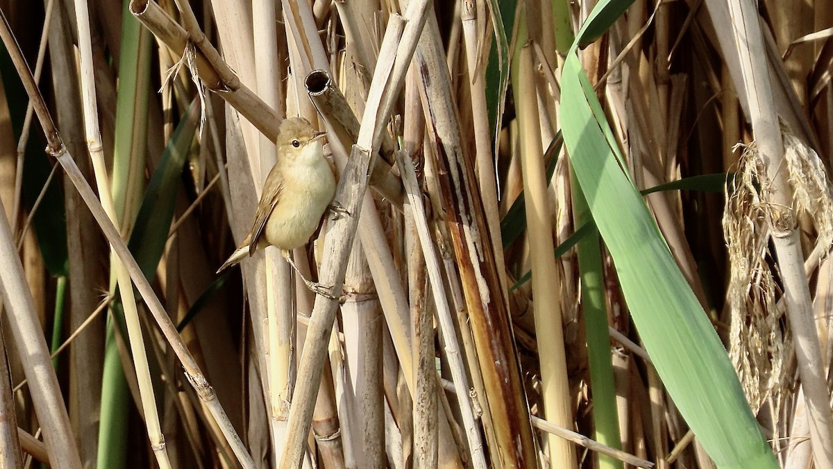 Common Reed Warbler - ML617777608