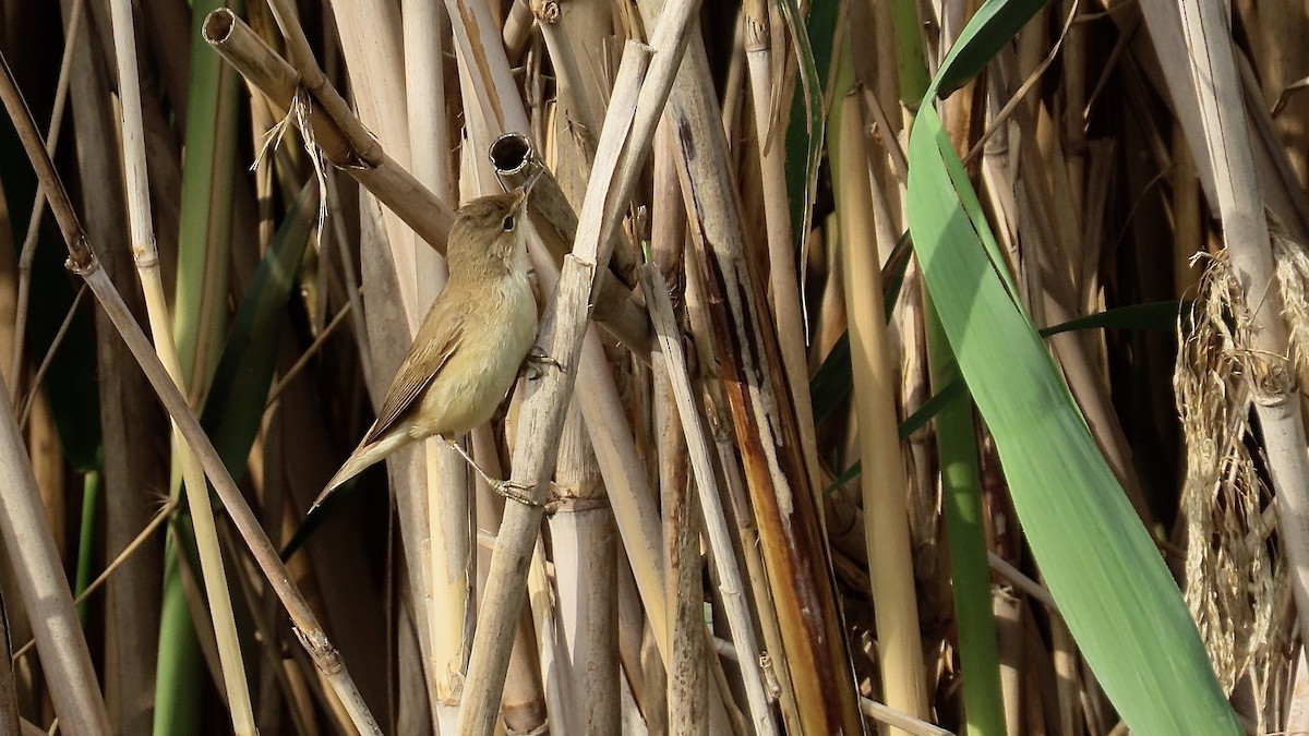 Common Reed Warbler - ML617777609