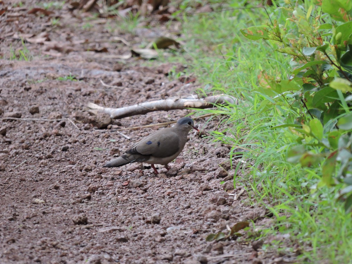 Blue-spotted Wood-Dove - ML617777625
