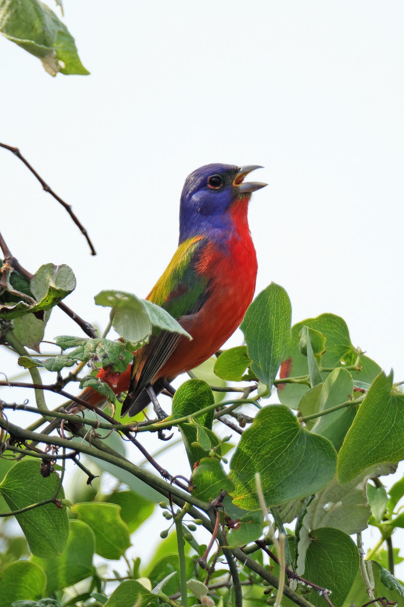 Painted Bunting - ML617777678