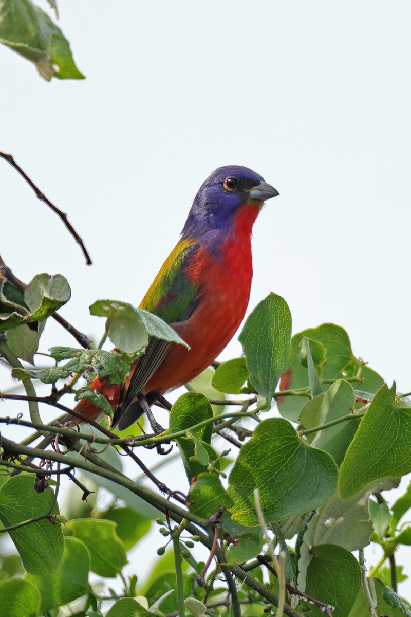 Painted Bunting - ML617777679